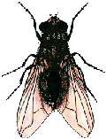 mouche